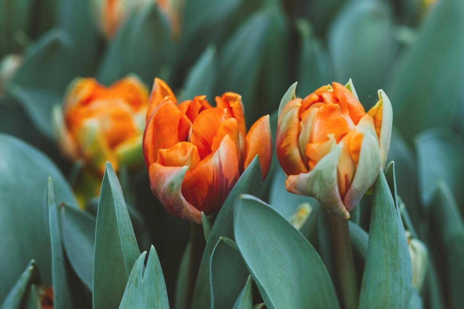 Professional floral design training environment